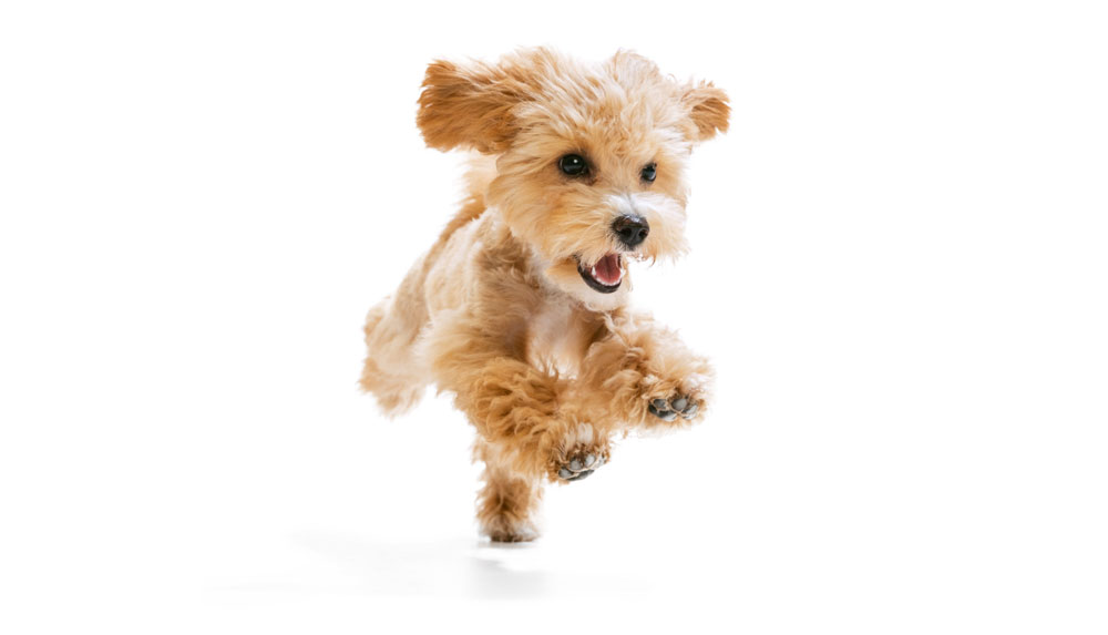 Mobile graphic – puppy first-year wellness plan services at State of the Heart Veterinary Care
