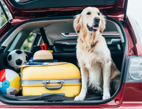 Travel Planning for Pets in Denver, CO: Health Certificates, Vaccines, and Required Paperwork