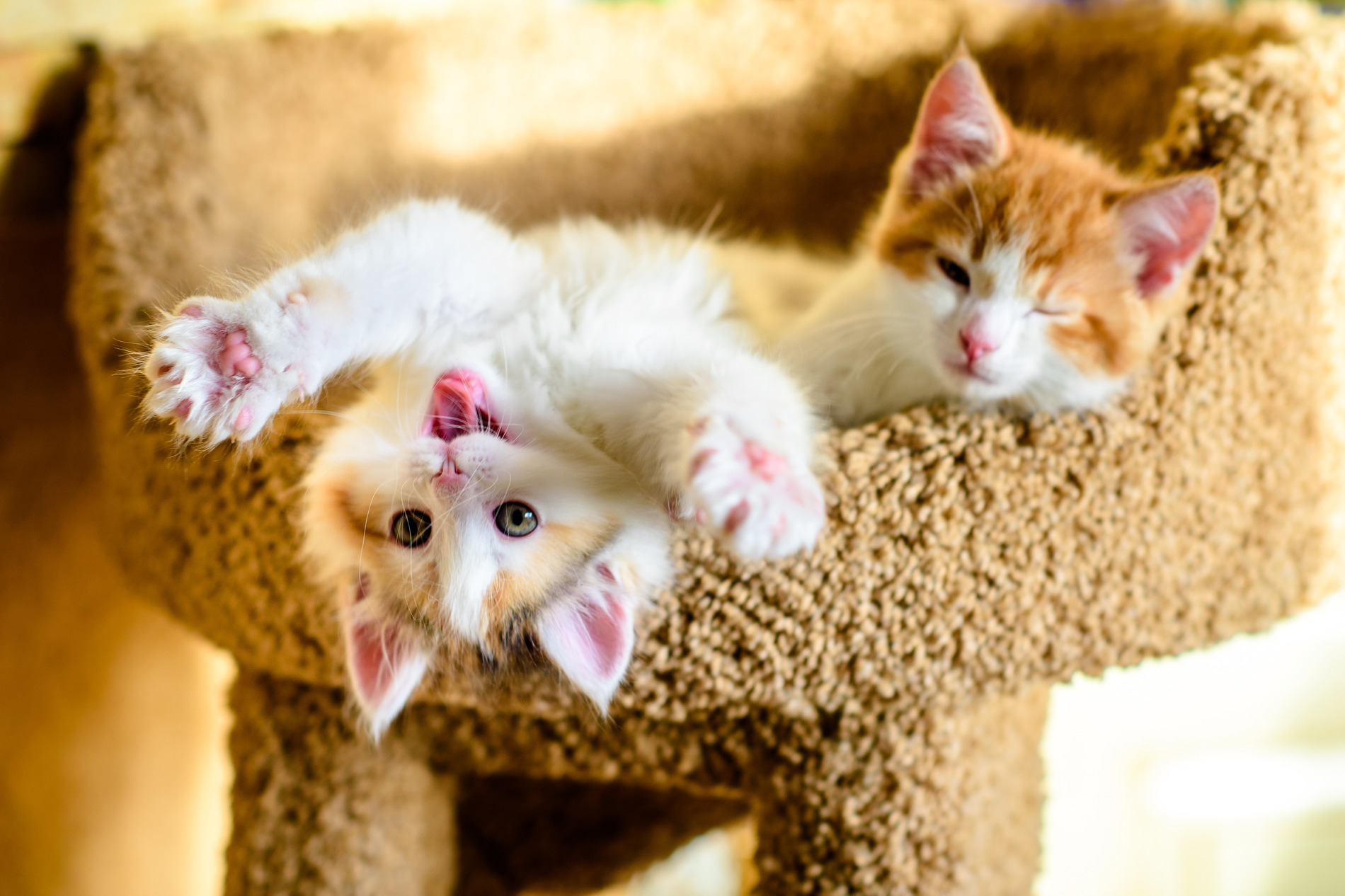 Little healthy kittens playing after vet care in Denver CO