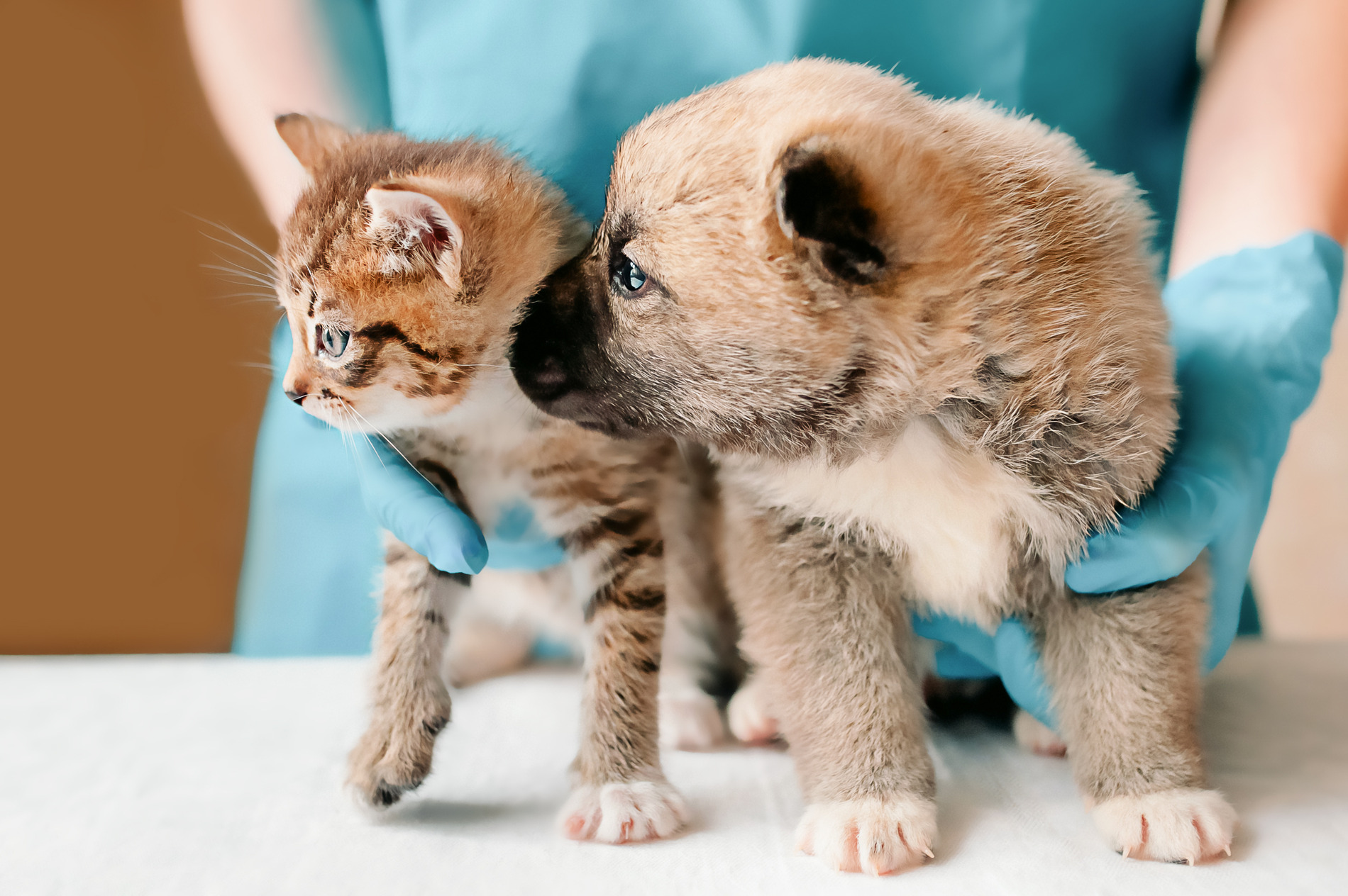 Cat and dog at a veterinary appointment for advanced diagnostics in Denver CO