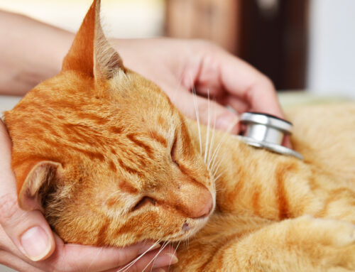 Radiology and Imaging in Veterinary Care: Benefits for Pets in Denver, CO