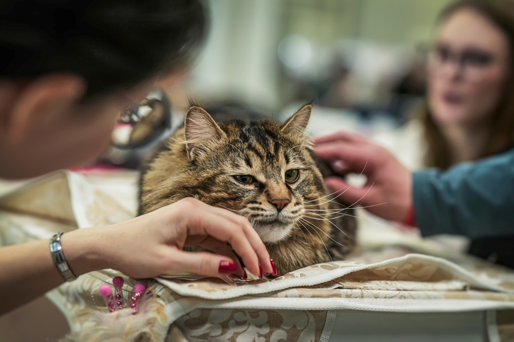 A long-haired tabby cat receiving a gentle physical examination from veterinary professionals.