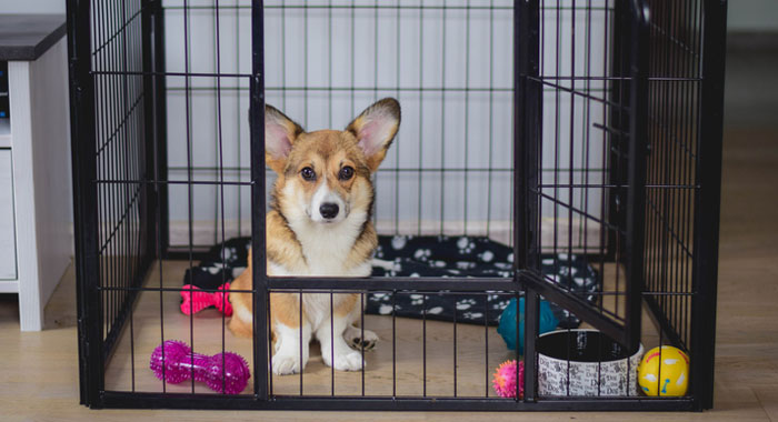 crate training a puppy in denver