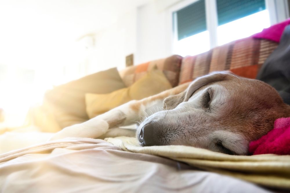 Old dog resting comfortably showing calm end-of-life care.
