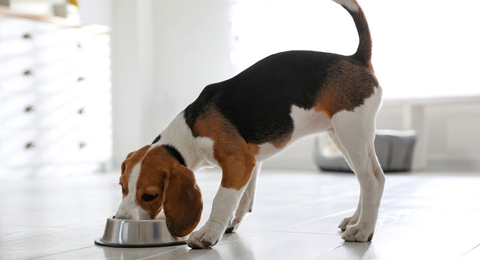 Puppy feeding in Denver