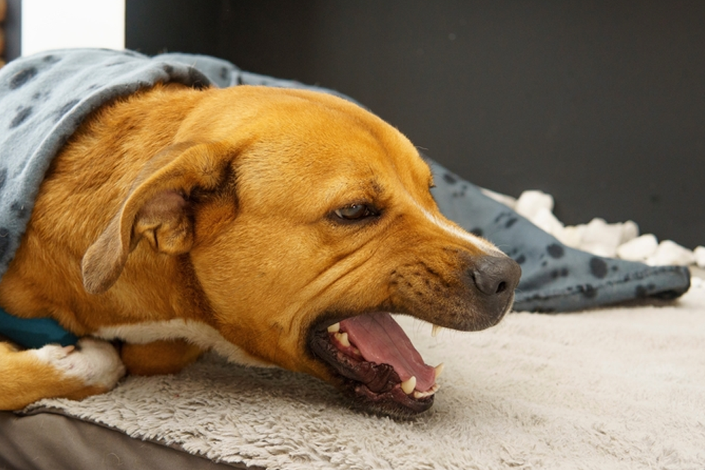 Dog with kennel cough showing symptoms such as persistent coughing during a veterinary checkup.