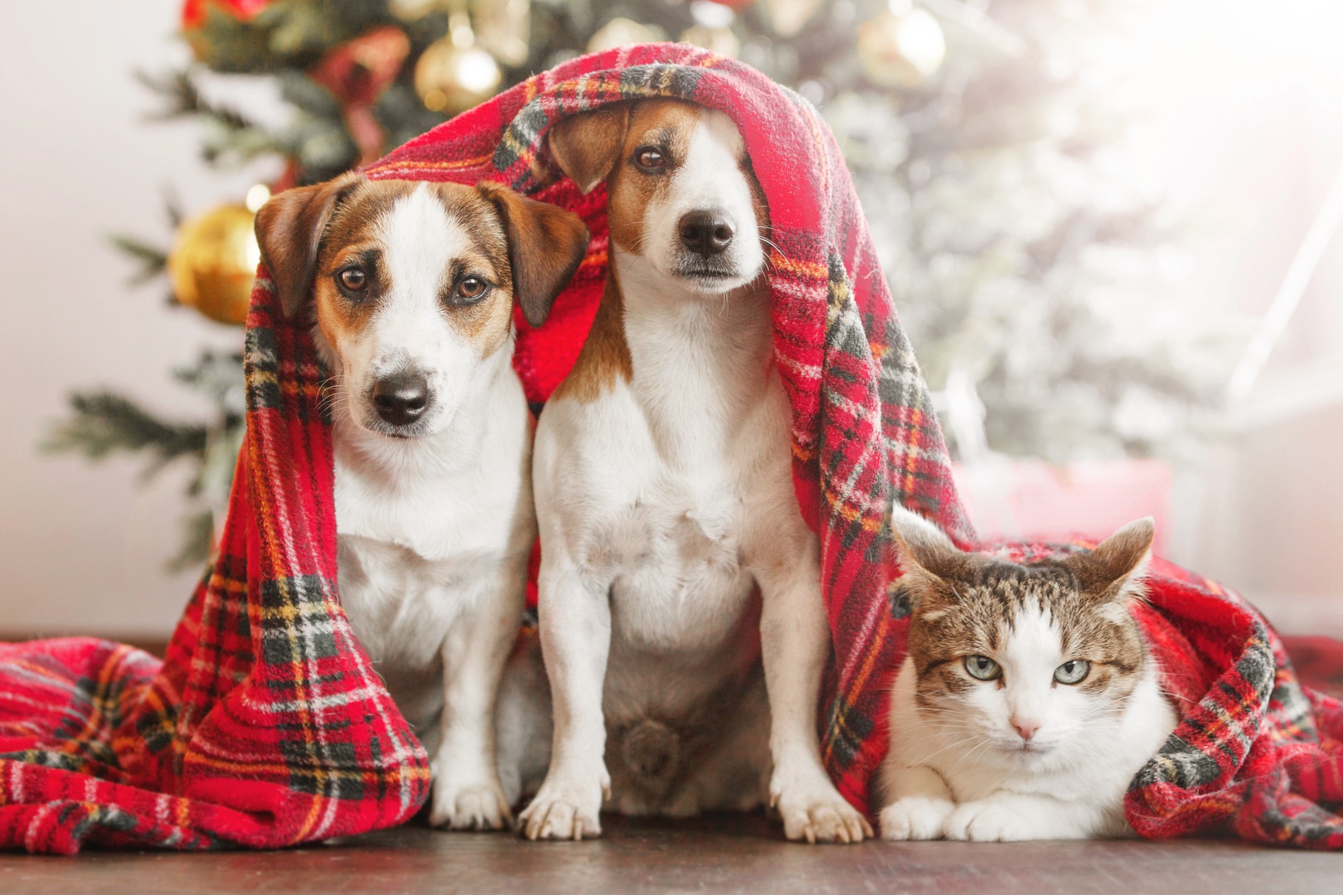 Two dogs and a cat snuggle under a blanket in front of a chrstimas tree in Denver CO, healthy because they avoided common toxins during the holidays