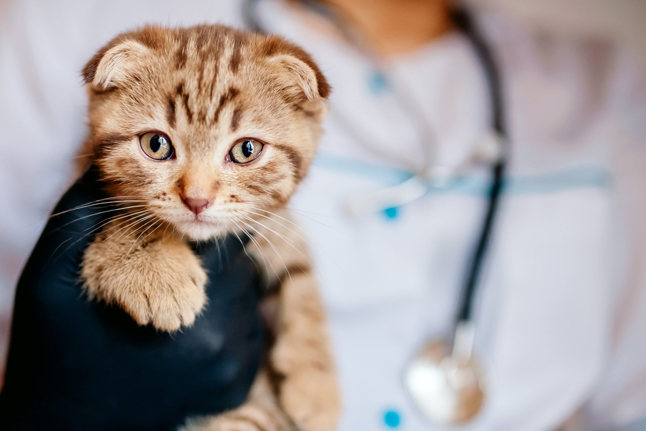 Kitten at the vet geting microchipped in Denver CO