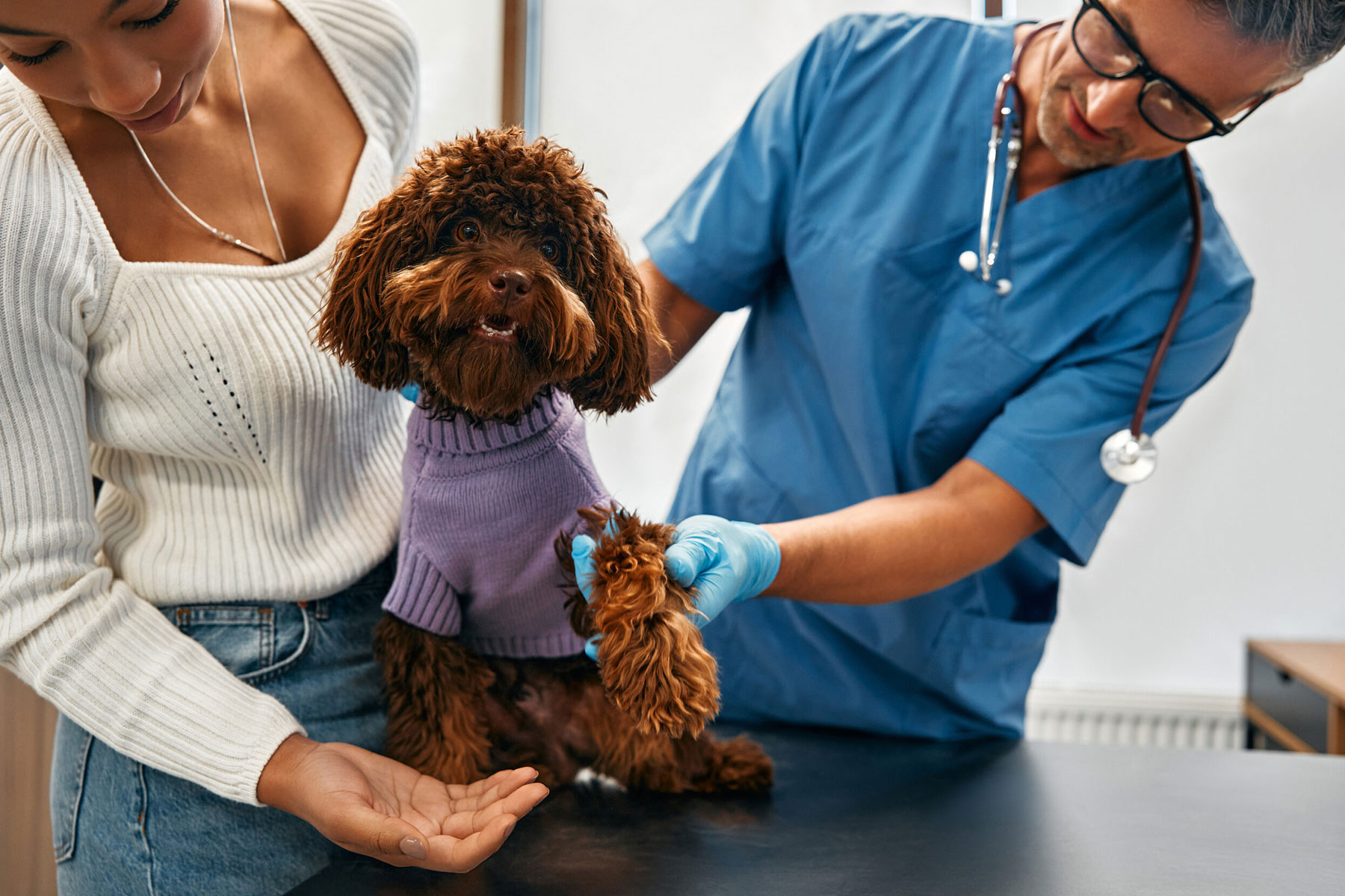 Veterinarian performing a wellness check on a pet in Denver, CO – State of the Heart Veterinary Care