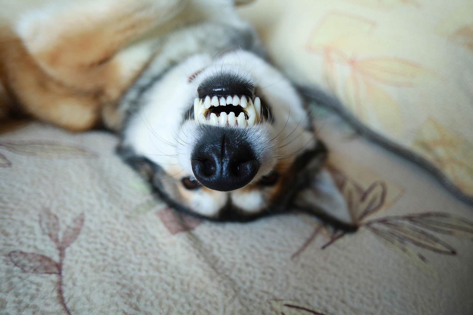 Happy dog playing after a oral health check up at State of the Heart Vet