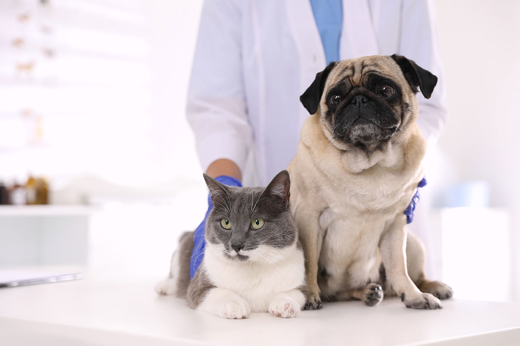 Dog and cat at a check up with State of the Heart Veterinary Care