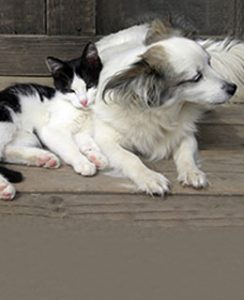 Cat and dog cuddling in Denver CO