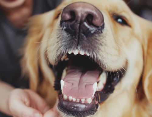 What Does A Veterinary Dental Cleaning Involve?