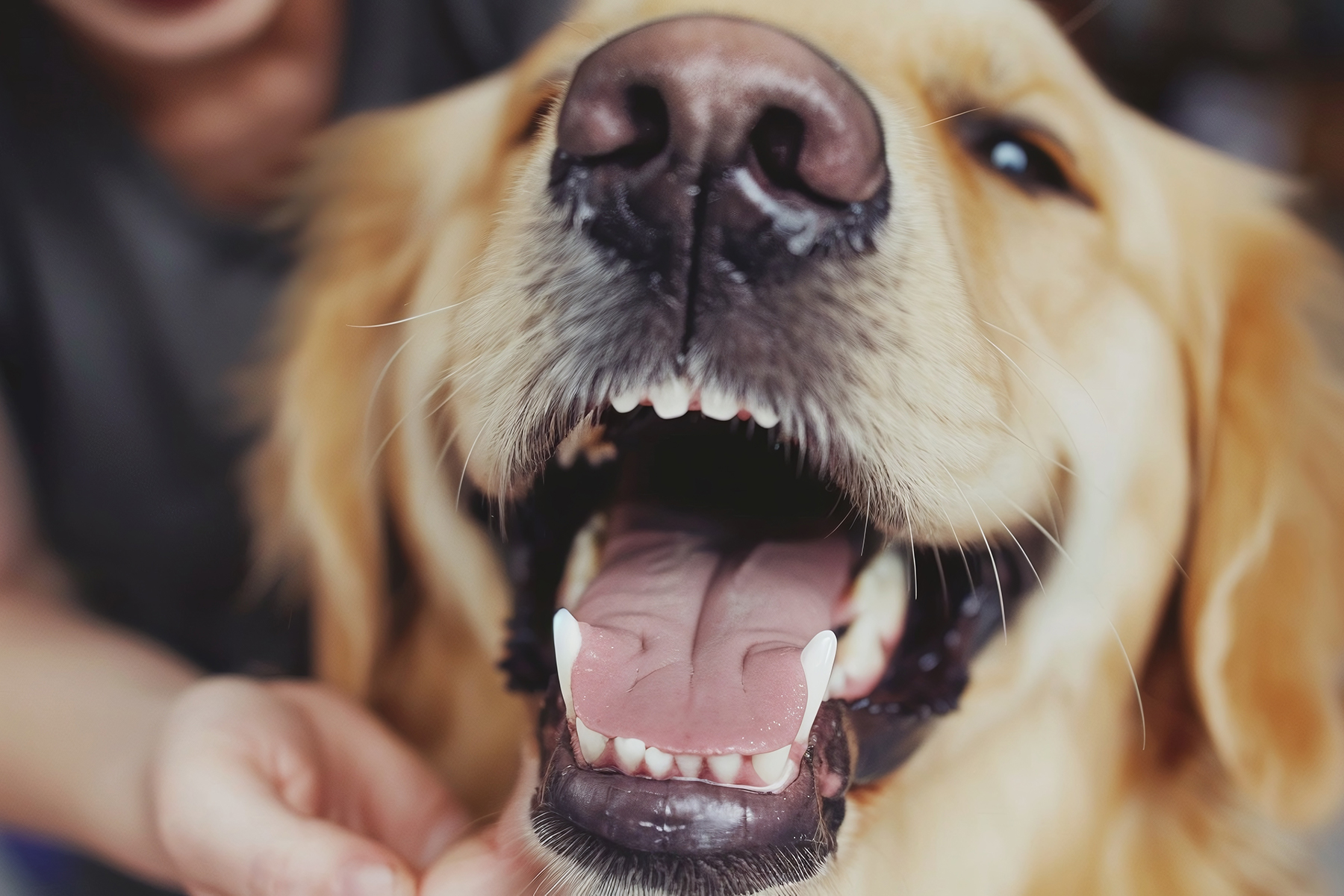 Veterinary dental cleanings in Denver, CO