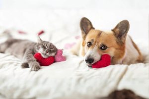 Happy dog and cat snuggled up after a vaccination at State of the Heart