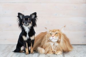 Happy Dog and cat posing after a successful vaccination in Denver CO