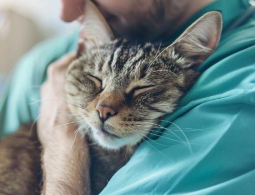 How Do Vets Treat Periodontal Disease in Dogs and Cats?