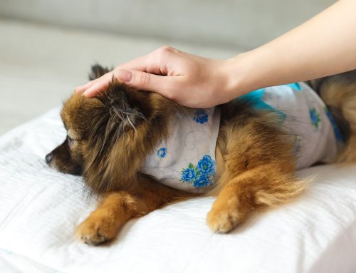 Post-Surgery Care: What to Expect After Spaying/Neutering Your Pet