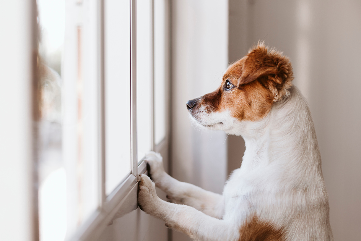 dog looking out of a window in denver co