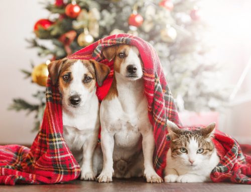 Holiday Hazards: Common Toxins for Dogs and Cats to Avoid