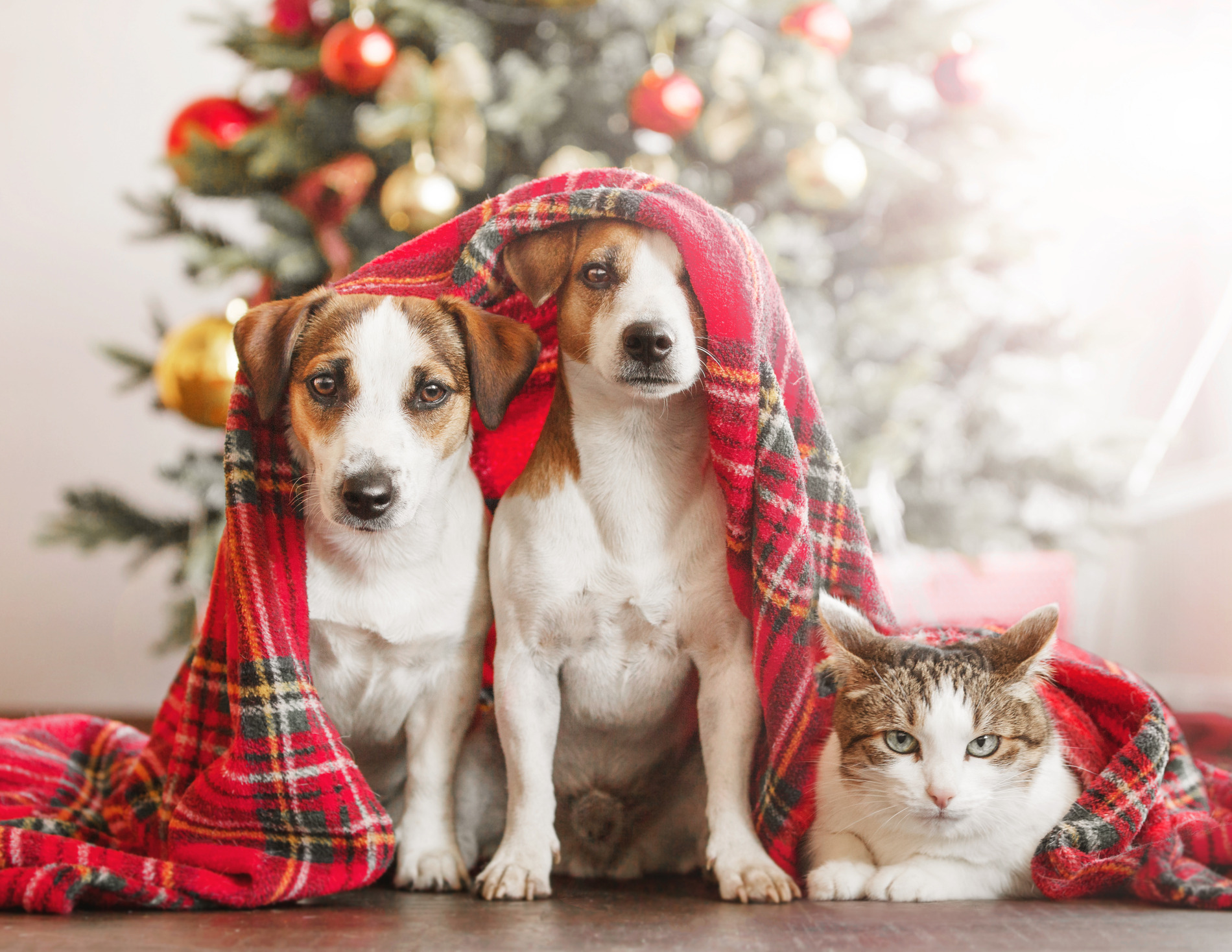 Two dogs and a cat snuggle under a blanket in front of a chrstiams tree in Denver CO