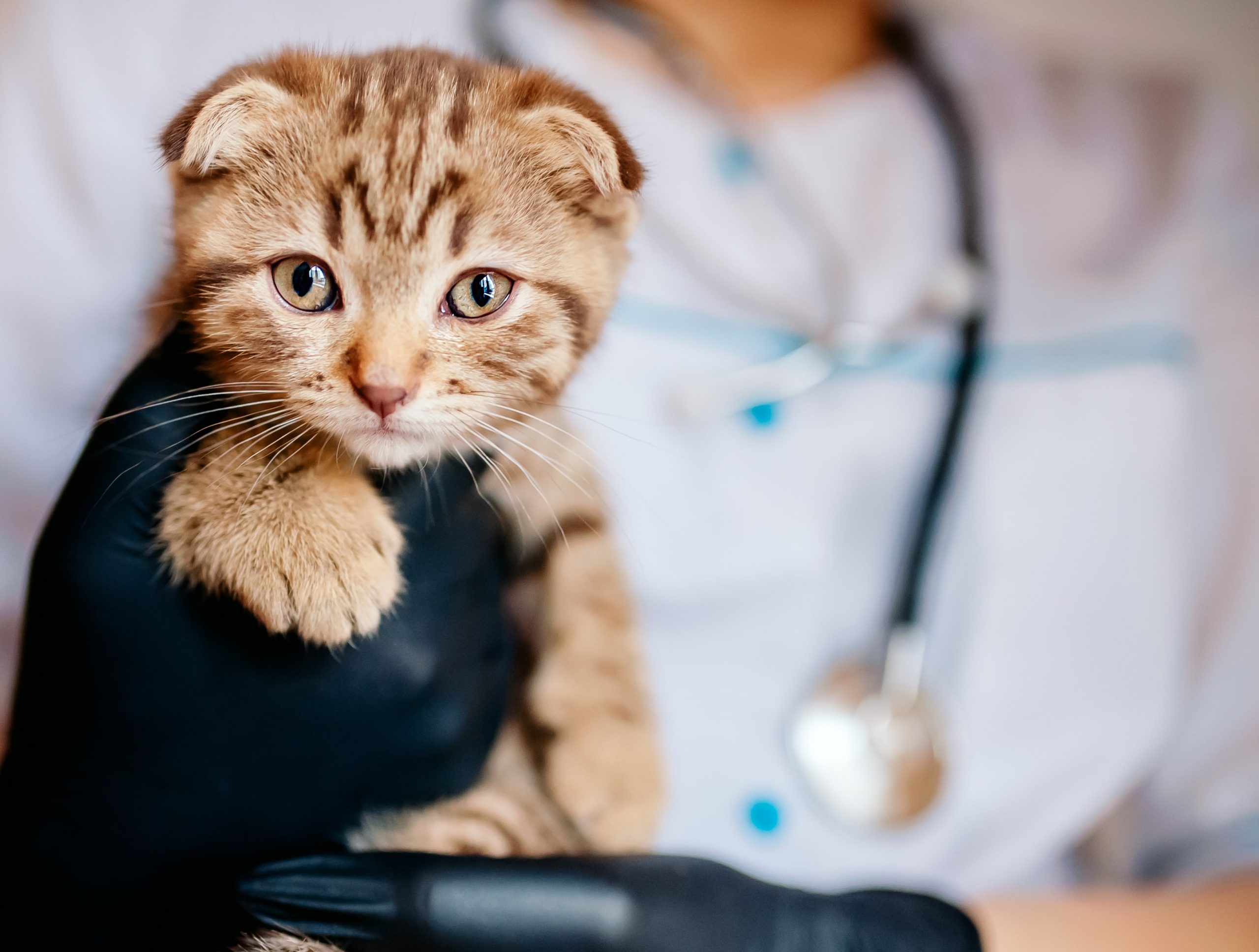 Kitten at the vet geting microchipped in Denver CO