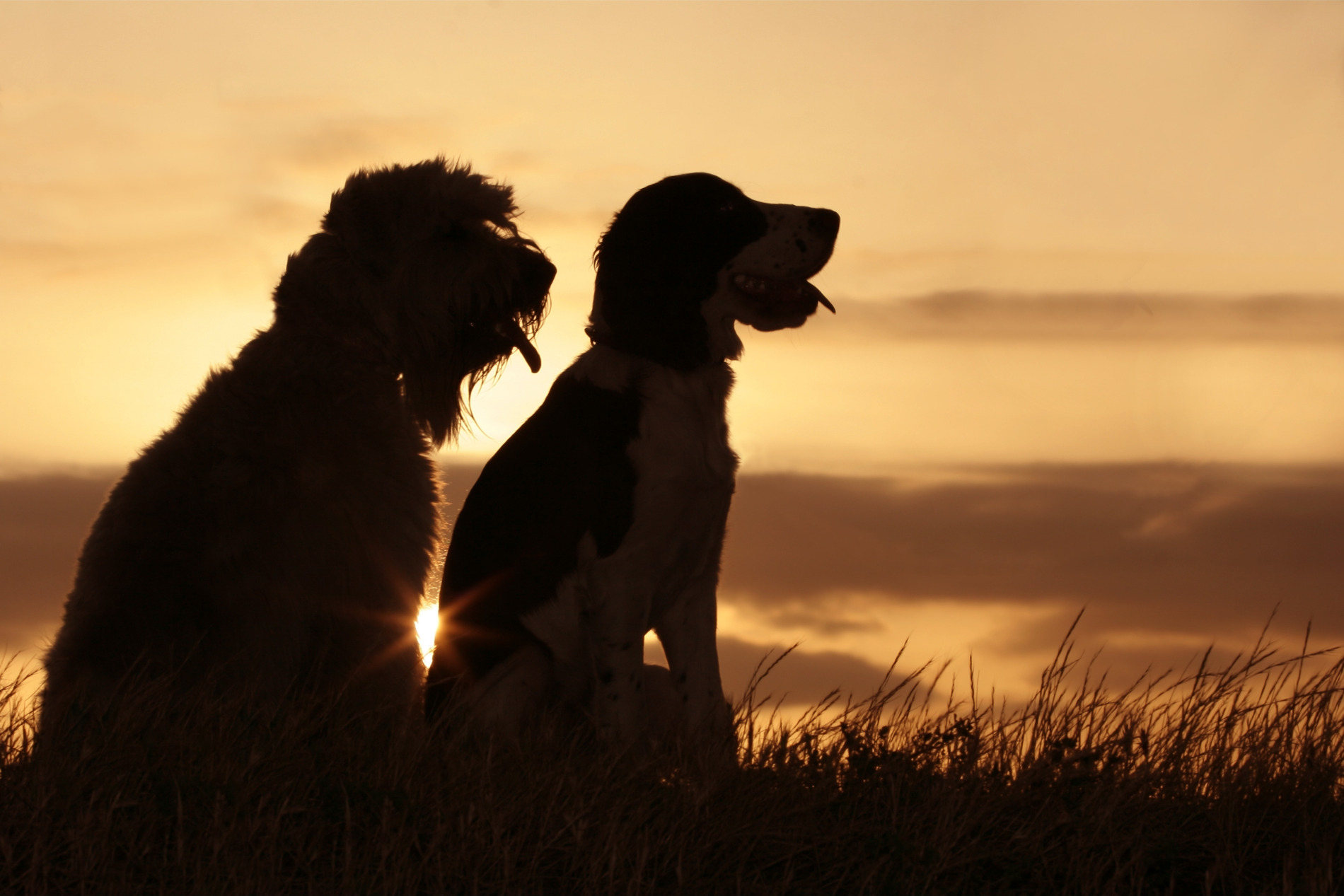 Dogs enjoying a sunset after getting their vaccinations at State of the Heart Vet in Denver CO