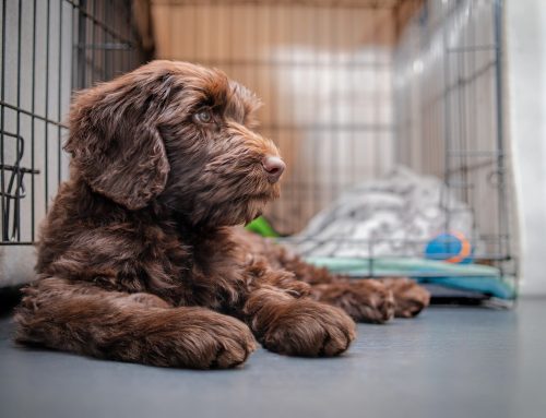 Crate Training for Dogs and Puppies in Denver, CO