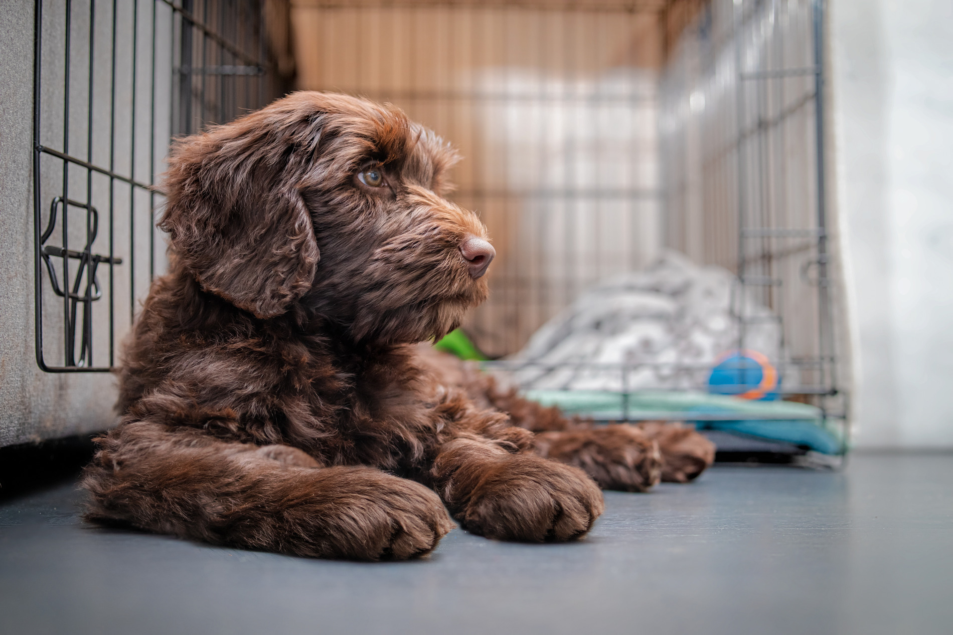 Dog crate training in Denver with State of the Heart Vet