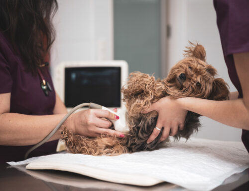 Ultrasounds in Veterinary Care: How They Help Diagnose Illness