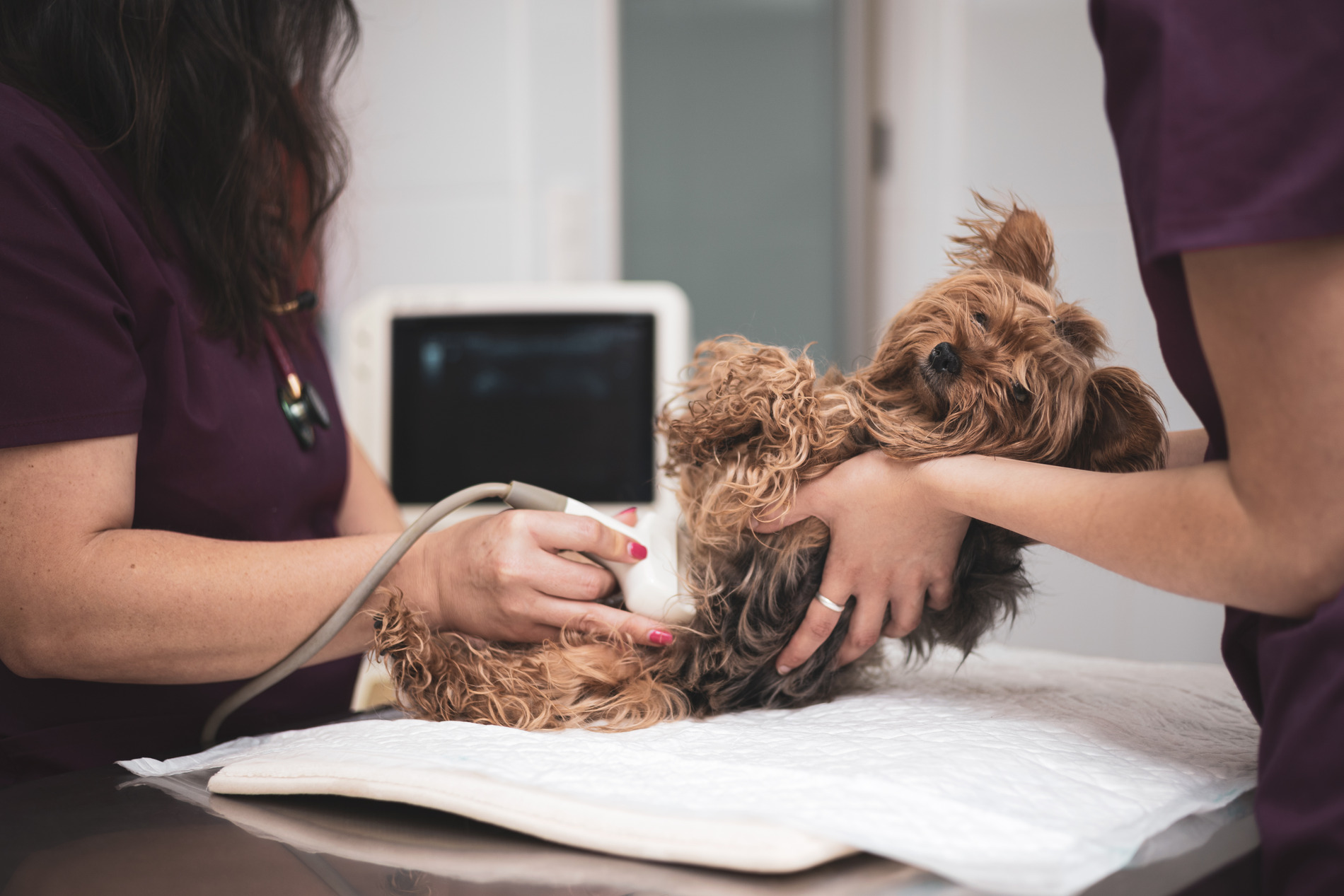 Dog recieving an ultrasound in Denver CO