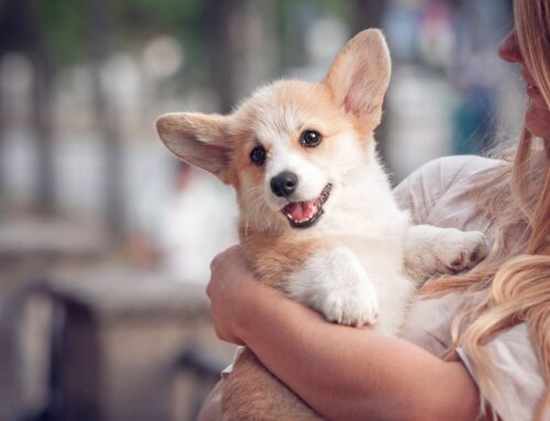 How to Properly Socialize Your Puppy in Denver, CO