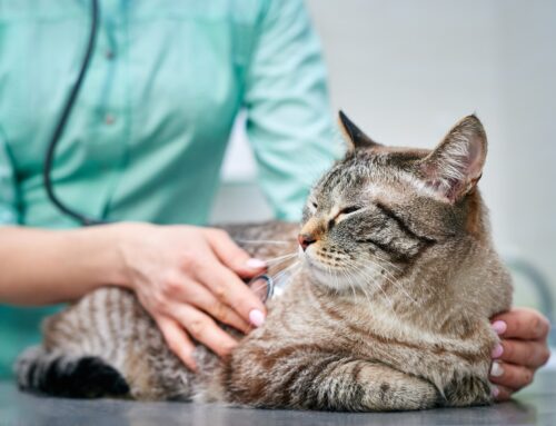 Pet Insurance vs Other Affordable Options: Finding the Best Fit for Your Pet’s Care