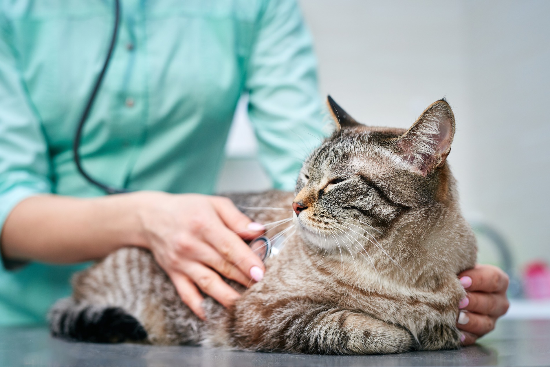 Cat at the vet with full insurance coverage in Denver CO