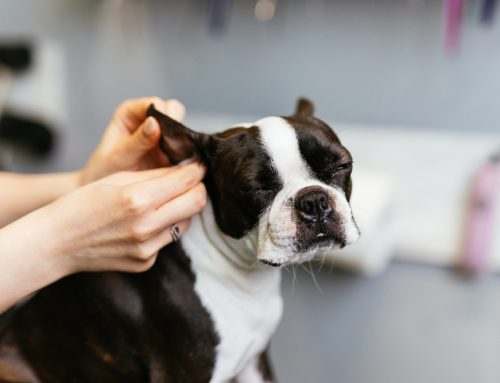 When to Clean Your Dog’s Ears/Ear Infections