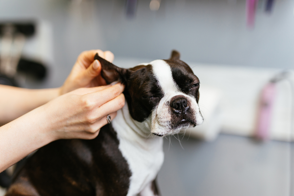 A small black and white dog having its ear cleaned by a person, sitting calmly indoors while the ear is being examined.