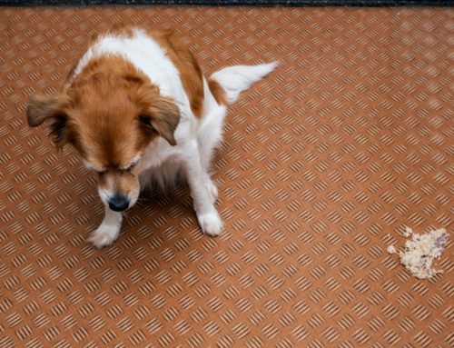 Vomiting and Diarrhea: When is a visit needed?