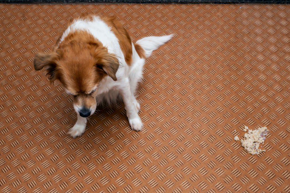 A brown and white dog looking down at a small patch of vomit on a textured brown floor.
