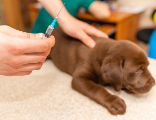 Puppy Vaccination Guide