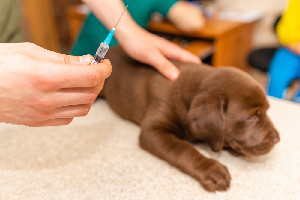 A small brown puppy lies calmly while a person gently holds it and prepares a syringe for a vaccination.