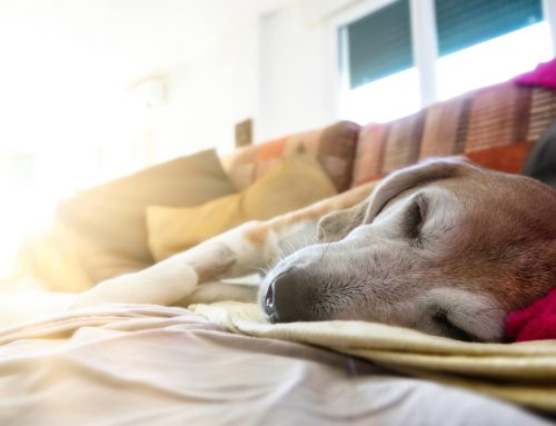 Euthanasia: How do you know when it’s time? Palliative Care/Senior Care