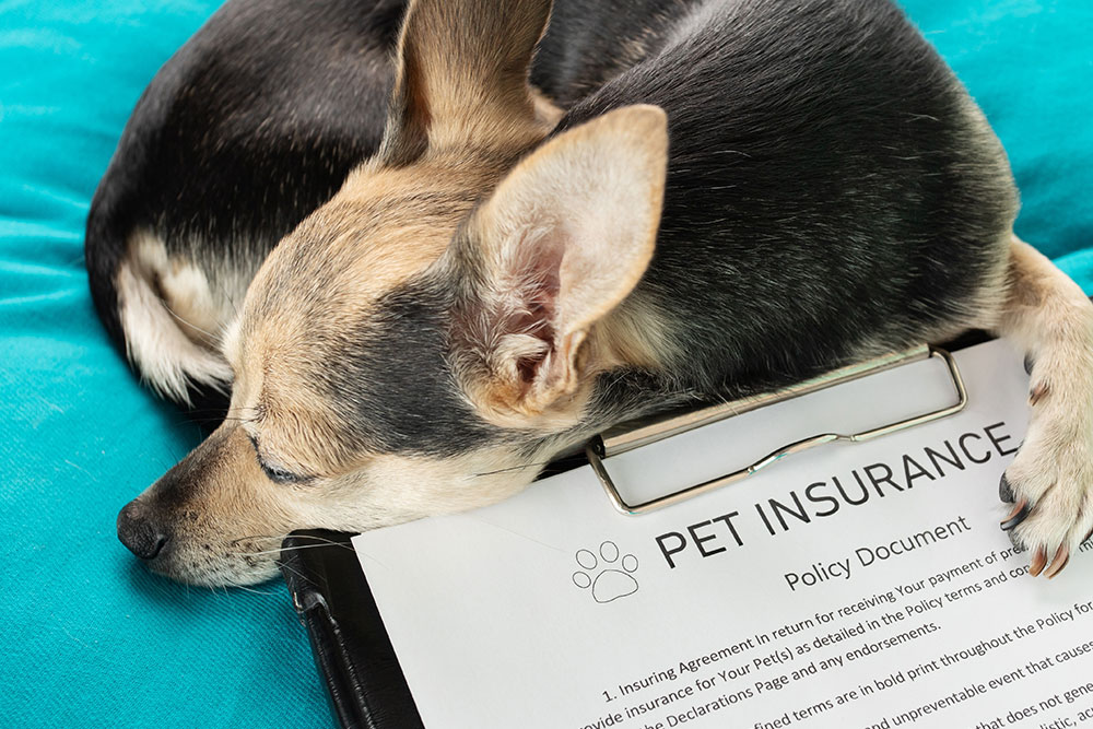 Dog beside insurance papers symbolizing financial protection for pets.