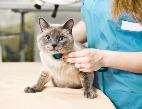 Same-Day Care: signs your sick pet should be seen promptly
