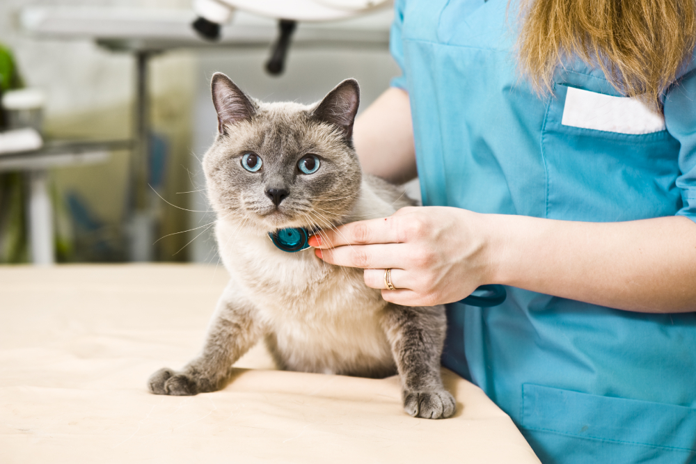 Veterinarian performing health check on a cat.