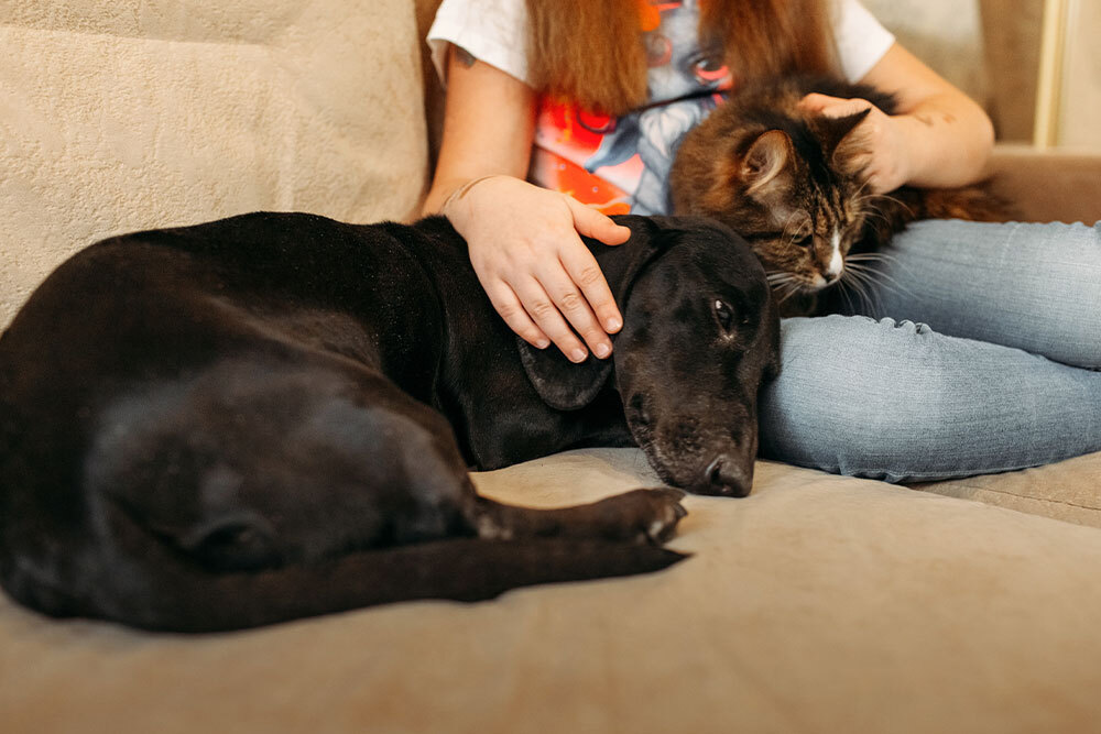 Dog resting peacefully during end-of-life care at home.