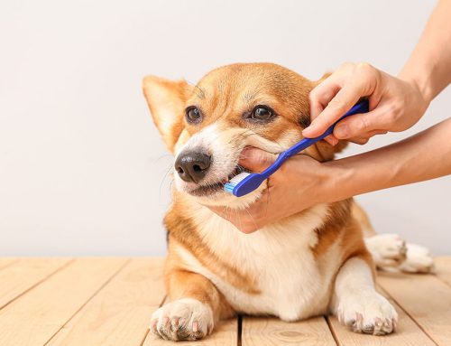 How Can I Keep My Pet’s Teeth Healthy at Home Without Spending a Fortune?