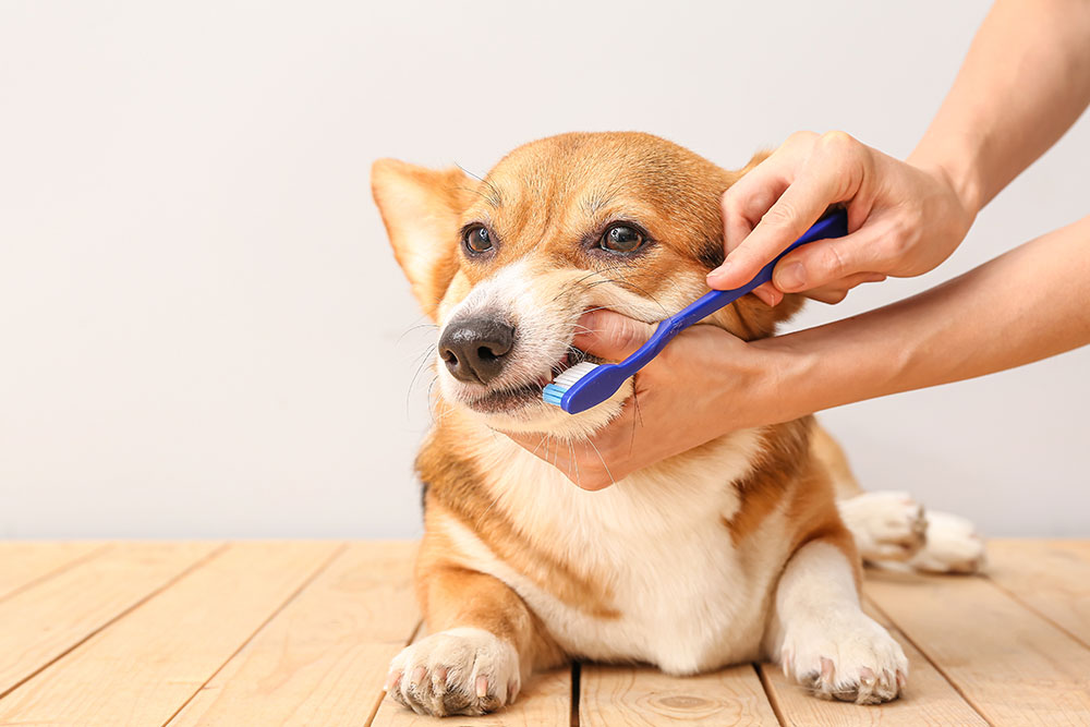 Dog getting its teeth brushed as part of a regular oral hygiene and dental care routine