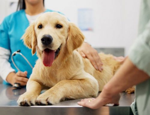 Cost of Veterinary Care/Affordable Care at SOTH
