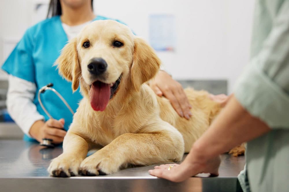 Happy puppy at the vet receiving a checkup, relaxed and smiling during a veterinary visit.