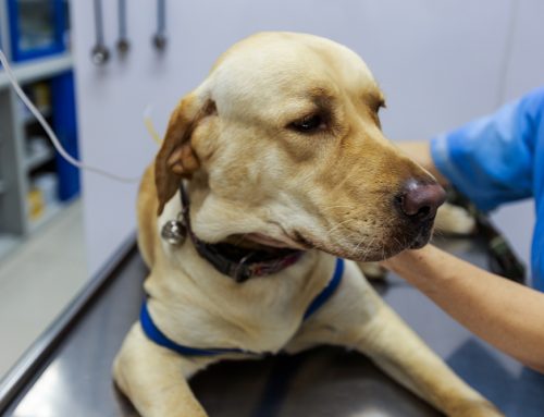 Could a Gastropexy Save Your Dog’s Life From GDV Some Day?